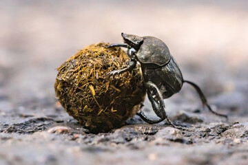 Dung beetle struggling
