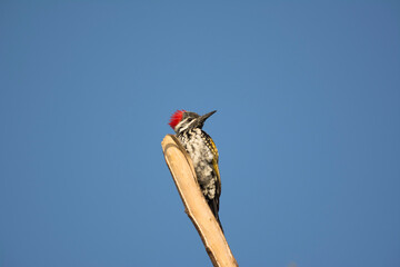 The black-rumped flameback, also known as the lesser golden-backed woodpecker or lesser goldenback,...