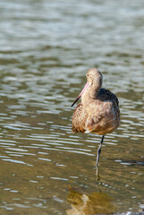 Marbled Godwit (Limosa fedoa) in Malibu Lagoon, California, USA