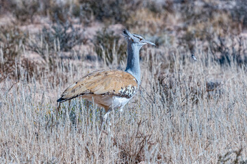 Kori Bustard, Ardeotis kori, walking in grass