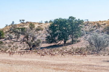 Herd of springbok grazing in the arid Kgalagadi