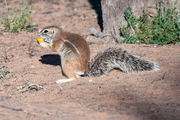 Naklejka na ściany i meble A cape ground squirrel in the arid Kgalagadi