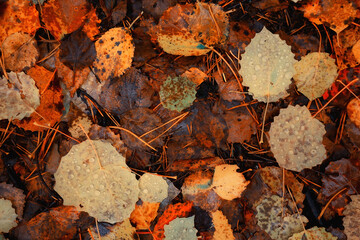 fallen leaves autumn abstract background, yellow leaves, october in the park, seasonal design