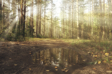 Obraz premium autumn landscape background, sun rays in the forest, park, trees seasonal view October