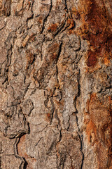 Close-up tree bark.
A rough tree trunk texture. 
