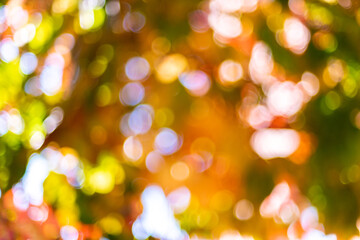 Autumn natural bokeh for background. Defocused abstract autumnal backdrop in yellow, orange and green tones. Copy space. Space for text