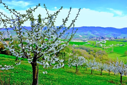 cerisi&eacute;res en fleurs lyonnais