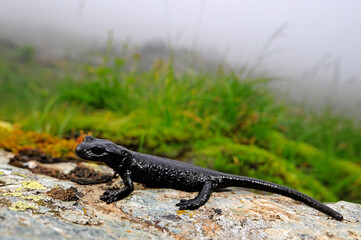 Lanza's alpine salamander / Lanzas Alpensalamander (Salamandra lanzai)