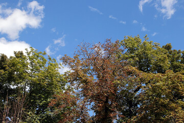 Naklejka premium teils vertrocknete baumkronen mit himmel