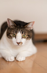 可愛い猫ちゃん　キジトラ猫