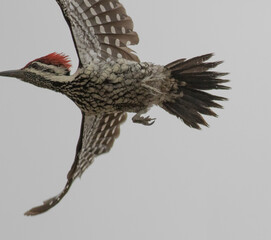 The black-rumped flameback, also known as the lesser golden-backed woodpecker or lesser goldenback,...