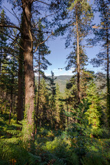Forest of Monterey pine, Pinus radiata, in the Biosphere Reserve of Urdaibai, Cortezubi, Spain
