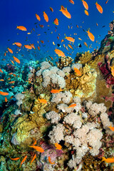Naklejka na ściany i meble Coral Reef Underwater Landscape, Red Sea, Egypt