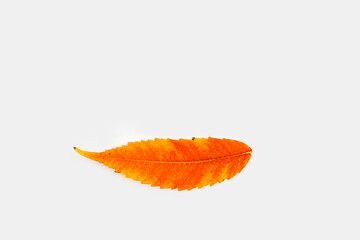 Yellow leaf in shape of lips. Organic makeup concept. Autumn smile