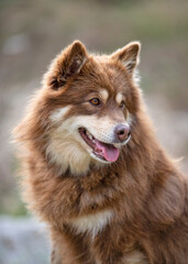 Finnish Lapphund in nature