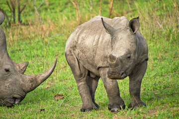 Obraz premium White Rhinoceros, Ceratotherium simum, Square-lipped Rhinoceros, Kruger National Park, South Africa, Africa