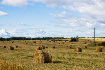 Nature background. Bales of hay in an agricultural field. Wheat field after harvest in Russia. Agricultural landscape.