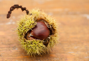 Sweet chestnut fruit. Castanea sativa.
Close-up of edible sweet chestnut  fruits in husk on wood background
