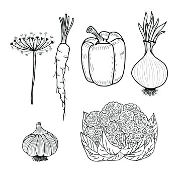 Set of vegetables - bell pepper, dill, garlic, onion, cauliflower. Autumn harvest. Vector elements for design.