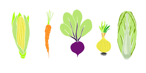 Set of vegetables - corn, carrots, beets, onions, peking cabbage. Vector doodle elements for design. Autumn harvest.