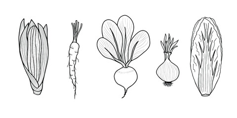 Set of vegetables - corn, carrots, beets, onions, peking cabbage. Vector isolated elements for design. Autumn harvest.