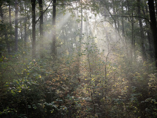 Fototapeta premium morning in the forest