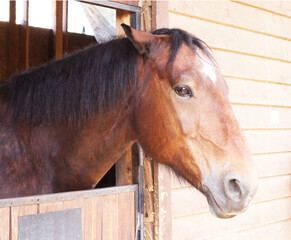 a brown mare is watching from a wooden paddock. Sad horse look. Loneliness, anticipation, plight,...