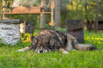 a large shaggy dog rest near the grill.
