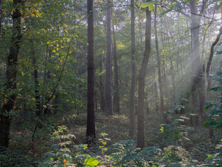 Fototapeta premium morning in the forest