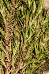 blurry background of Rosemary fresh.