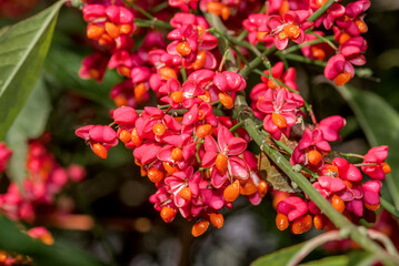 European Spindle (Euonymus europaea) in park