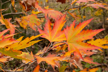 The leaves of the plane tree turned to autumn.