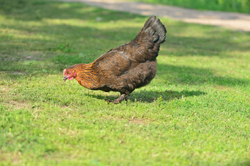 chicken on summer green grass