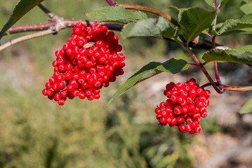 Red Elderberry (Sambucus racemosa) in Central Russia