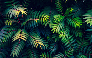 Colorful fern leaves on black background