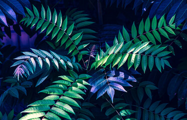 Naklejka na ściany i meble Colorful fern leaves on black background