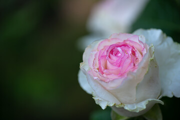 Nice rose at rainy day with rain drops high contrast macro nature photography
