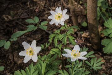 Windflower (Anemone nemorosa) in forest