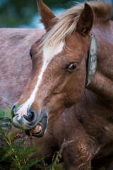 Naklejka na ściany i meble New Forest pony feeding on plants on heathland