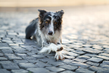 nice dog in the city. border collie lies on the pavement
