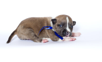 newborn puppy with blue ribbon on white background
