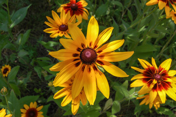 Bright large yellow rudbeckia close-up