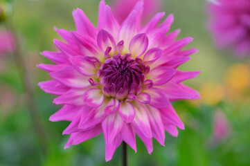 Obraz premium ダリア