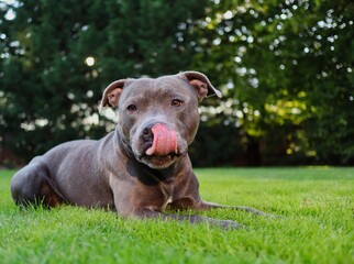 Portrait of English Staffordshire Bull Terrier Lying Down in the Green Grass in the Garden with Tongue Out. Blue Staffy Licks its Dog Muzzle.