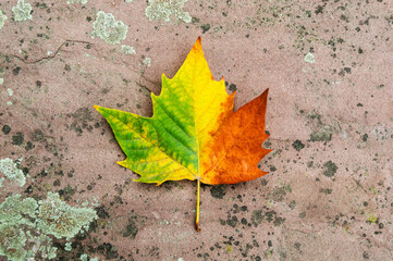Autumn leaf with gradient from green, yellow to orange and red. Single maple leaf on mossy concrete background. Colorful autumn foliage. Fall mood. Changing seasons concept