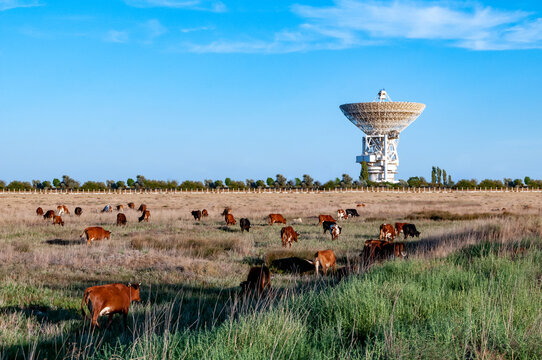 cows graze on a field near the space antenna on a summer day