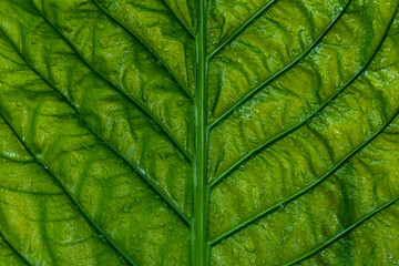 Water drop and green leaf texture for background