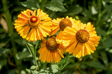 Common Sneezeweed (Helenium autumnale) in garden