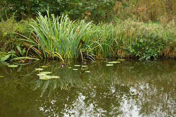 Water side of a creek/river with long grass/reeds and green water lily pads 