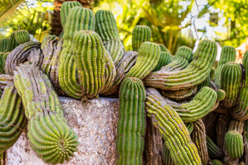 green cactus